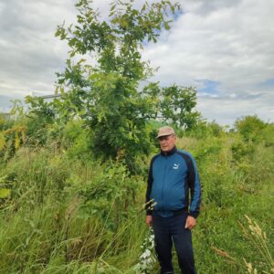 Дуб черешчатый 3 метра