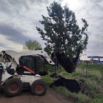 Выкопка саженцев деревьев в питомнике Саженцы в питомнике