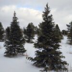 Питомник саженцев в Барнауле