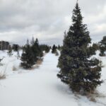 Питомник саженцев в Барнауле