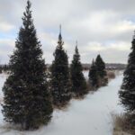 Питомник саженцев в Барнауле